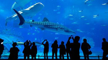 Shutterstock 409017580 (1)